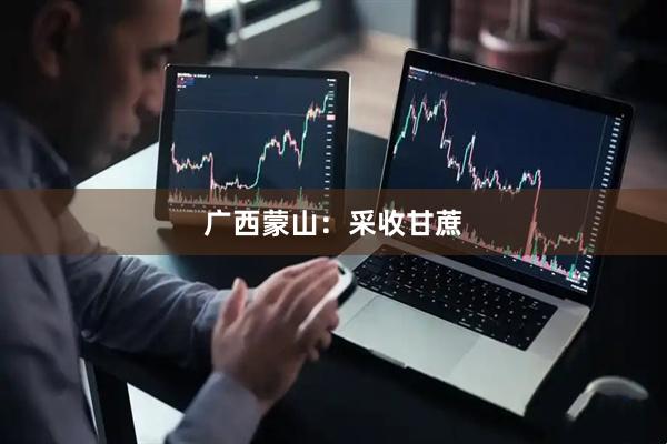 广西蒙山：采收甘蔗